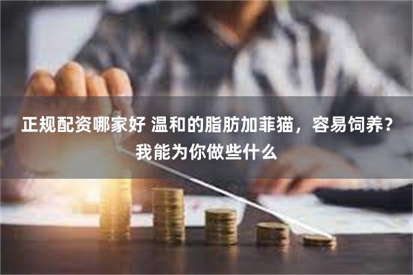 正规配资哪家好 温和的脂肪加菲猫，容易饲养？我能为你做些什么