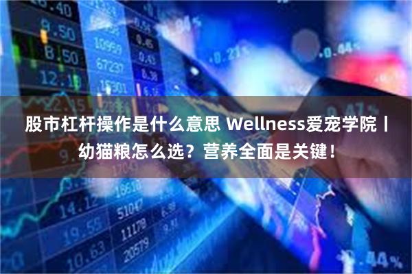 股市杠杆操作是什么意思 Wellness爱宠学院丨幼猫粮怎么选？营养全面是关键！